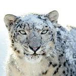 Imagen de Mac OS X Snow Leopard Wallpapers